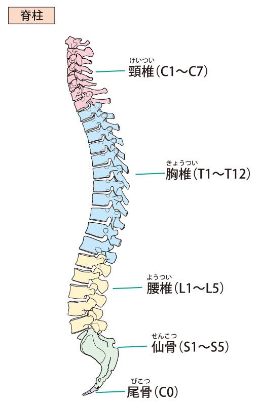 メイン症候群 ひたちなか 鍼灸院