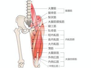 腰痛と股関節の関係